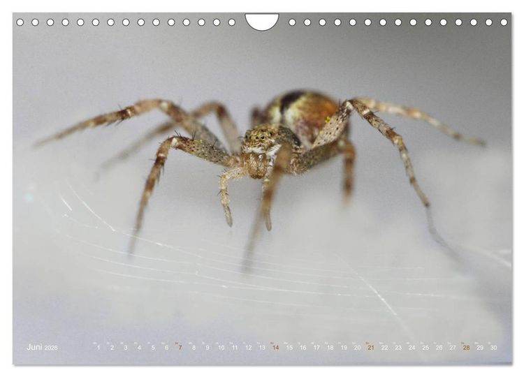 Produktbild: ui - Spinne. Kleine Spinnen - gro&szlig; im Bild (Wandkalender 2026 DIN A4 quer), CALVENDO Monatskalender