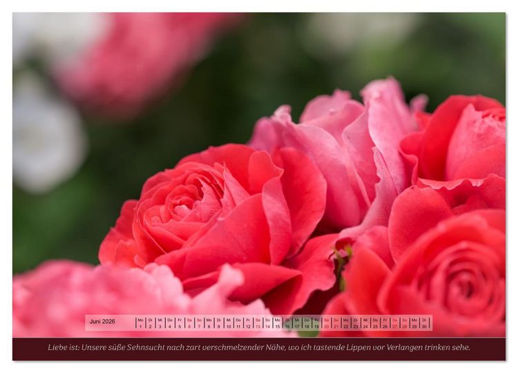 Produktbild: Rosen, Liebe ist (Wandkalender 2026 DIN A4 quer), CALVENDO Monatskalender