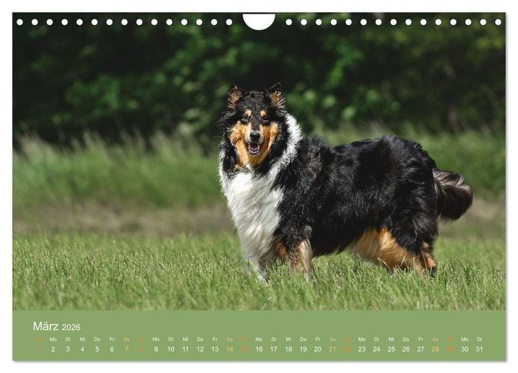 Produktbild: Fantastische Collies - Sieger der Herzen (Wandkalender 2026 DIN A4 quer), CALVENDO Monatskalender
