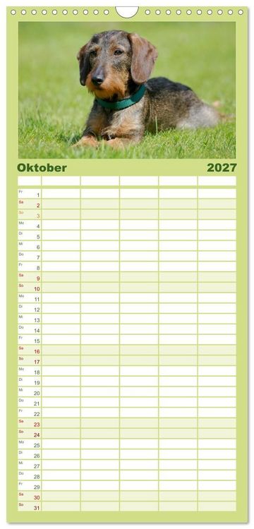 Produktbild: Familienplaner 2027 - Liebenswerte Rabauken - Rauhaardackel mit 5 Spalten (Wandkalender, 21 x 45 cm) CALVENDO