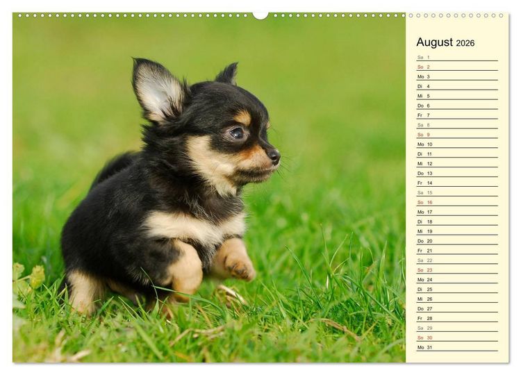 Produktbild: Chihuahua - Kleine Hunde ganz gro&szlig; (hochwertiger Premium Wandkalender 2026 DIN A2 quer), Kunstdruck in Hochglanz