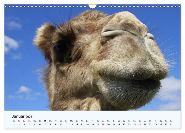 Produktbild: Die Kameliden. H&uuml;bsche Kamele, Lamas und Alpakas (Wandkalender 2026 DIN A3 quer), CALVENDO Monatskalender