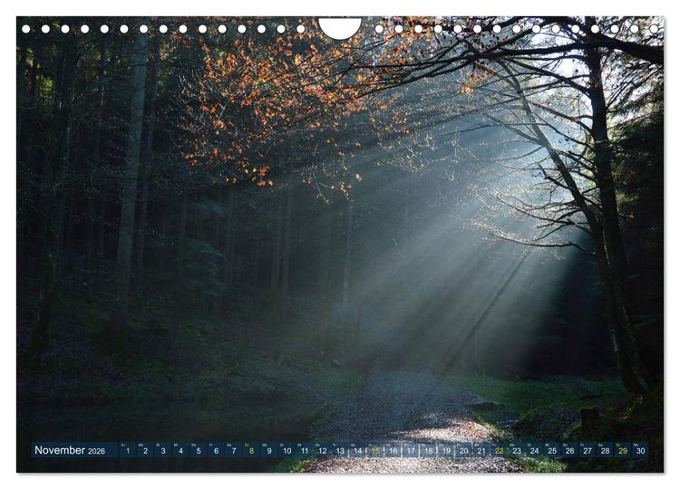 Produktbild: Spaziergang im Wald (Wandkalender 2026 DIN A4 quer), CALVENDO Monatskalender