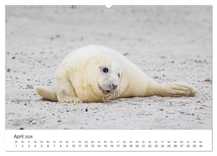 Produktbild: Junge Kegelrobben (hochwertiger Premium Wandkalender 2026 DIN A2 quer), Kunstdruck in Hochglanz
