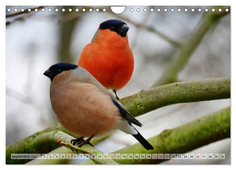 Produktbild: Jolis oiseaux de jardin (Calendrier mural 2026 DIN A4 vertical), CALVENDO calendrier mensuel