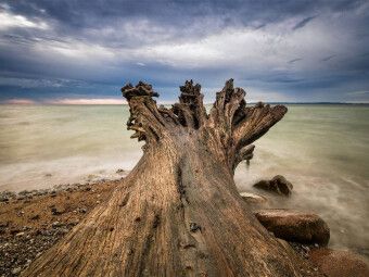 Produktbild: CALVENDO Puzzle Baumstamm an der Ostseek&uuml;ste | 1000 Teile Lege-Gr&ouml;&szlig;e 64x48cm Foto-Puzzle f&uuml;r gl&uuml;ckliche Stunden