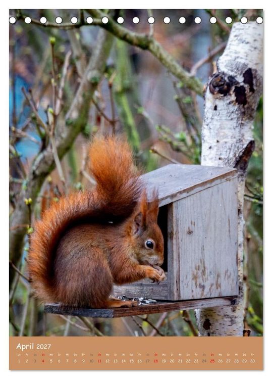 Produktbild: Unsere Eichh&ouml;rnchen - Naturmomente aus dem heimischen Garten (Tischkalender 2027 DIN A5 hoch), CALVENDO Monatskalender