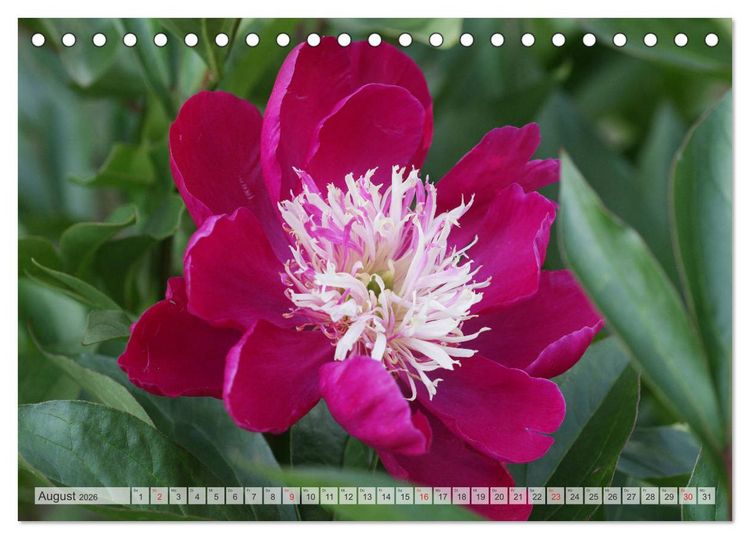 Produktbild: PFINGSTROSEN Rosen ohne Dornen (Tischkalender 2026 DIN A5 quer), CALVENDO Monatskalender