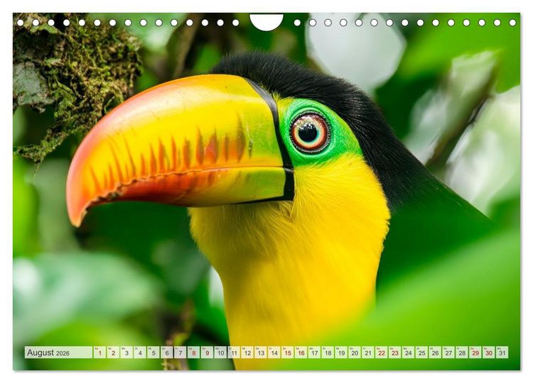 Produktbild: Wildes Leben im Regenwald (Wandkalender 2026 DIN A4 quer), CALVENDO Monatskalender