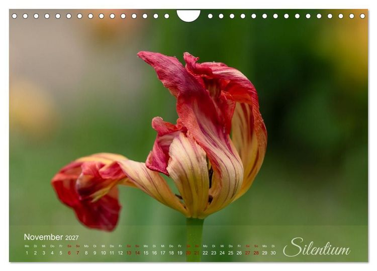Produktbild: Tulipa et Verba &ndash; Tulpenbl&uuml;ten und stille W&ouml;rter (Wandkalender 2027 DIN A4 quer), CALVENDO Monatskalender