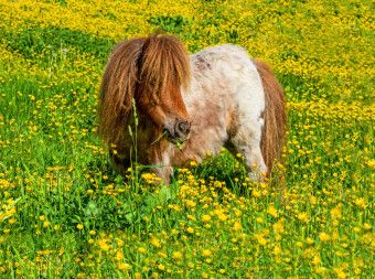 Produktbild: CALVENDO Puzzle Ein Pony in der Sommerwiese in Radstadt | 2000 Teile Lege-Gr&ouml;&szlig;e 90x67cm Foto-Puzzle f&uuml;r gl&uuml;ckliche Stunden