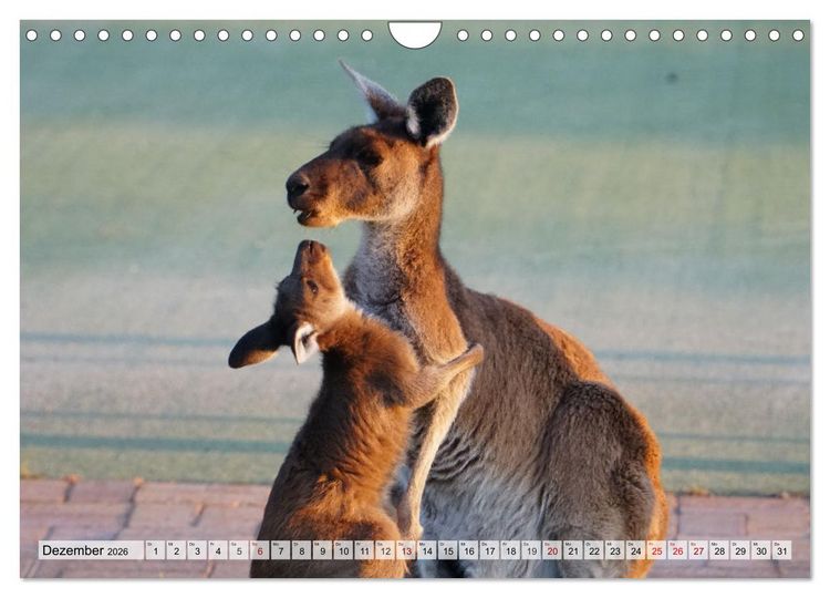 Produktbild: Australien - "Nur wo Du zu Fu&szlig; warst, bist Du wirklich gewesen" (Wandkalender 2026 DIN A4 quer), CALVENDO Monatskalender