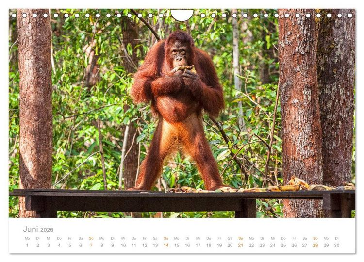 Produktbild: Orang-Utans Menschenaffen auf Borneo (Wandkalender 2026 DIN A4 quer), CALVENDO Monatskalender