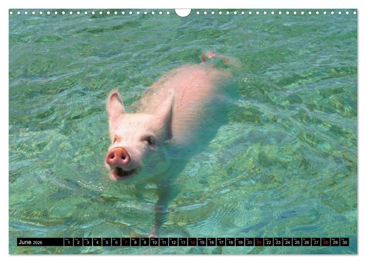 Produktbild: The Swimming Pigs of Bahamas (Wall Calendar 2026 DIN A3 landscape), CALVENDO 12 Month Wall Calendar