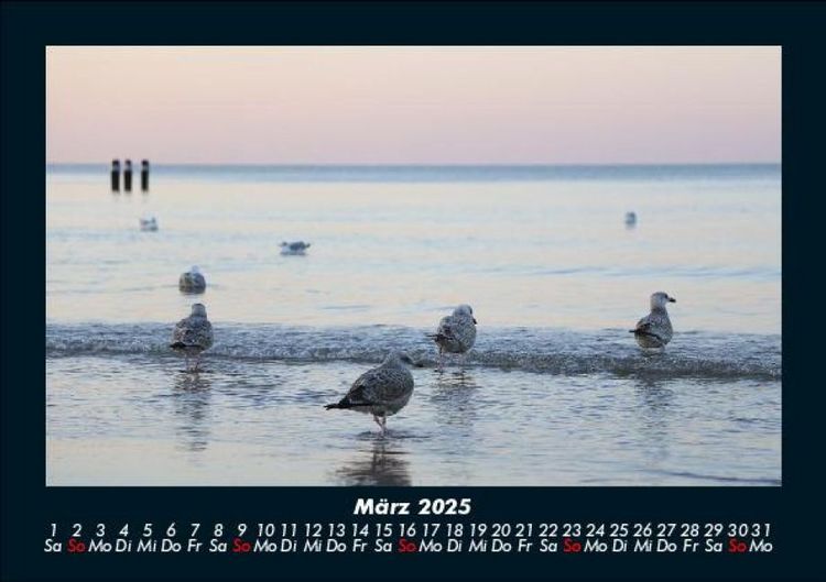Produktbild: M&ouml;wen 2025 Fotokalender DIN A5