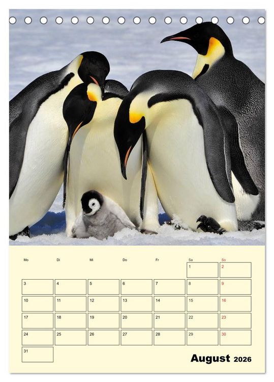 Produktbild: Pinguine. Wackeln im Thermo-Frack (Tischkalender 2026 DIN A5 hoch), CALVENDO Monatskalender