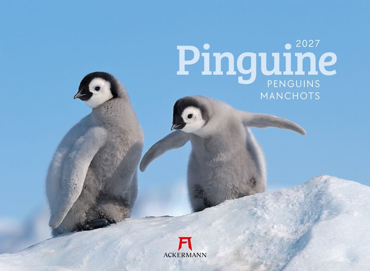 Produktbild: Pinguine Kalender 2027