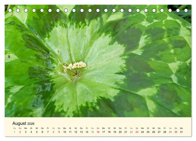 Produktbild: Kraftquelle Gr&uuml;n (Tischkalender 2026 DIN A5 quer), CALVENDO Monatskalender