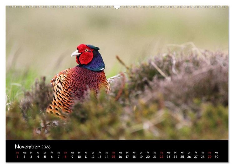 Produktbild: V&ouml;gel der Nordseek&uuml;ste (hochwertiger Premium Wandkalender 2026 DIN A2 quer), Kunstdruck in Hochglanz