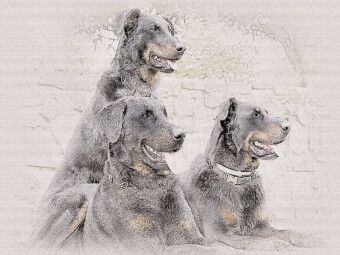 Produktbild: CALVENDO Puzzle Beauceron | 1000 Teile Lege-Gr&ouml;&szlig;e 64x48cm Foto-Puzzle f&uuml;r gl&uuml;ckliche Stunden