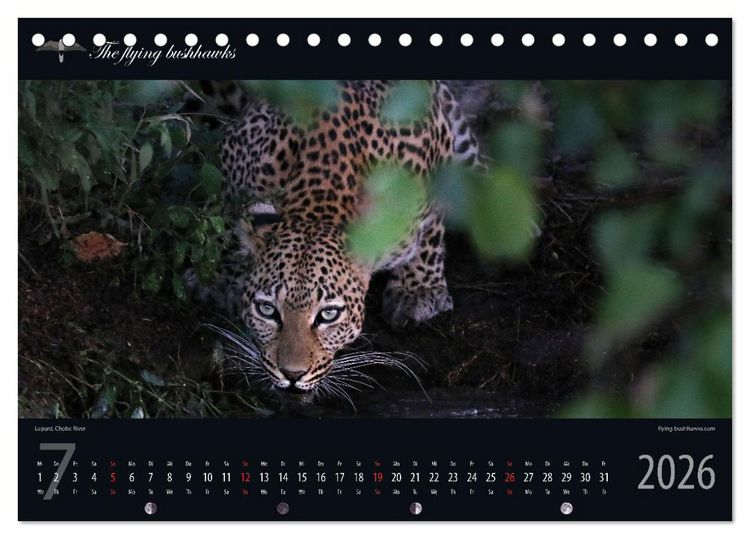 Produktbild: Botswana Blickwinkel 2026 (Tischkalender 2026 DIN A5 quer), CALVENDO Monatskalender