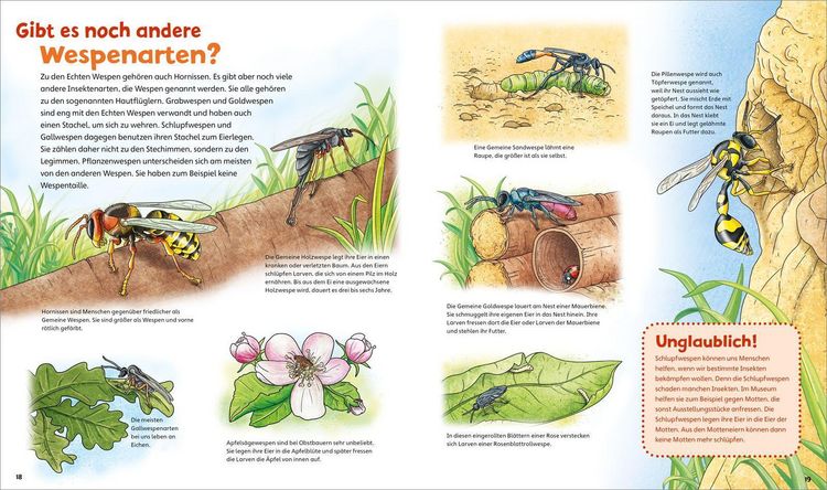 Produktbild: WAS IST WAS Junior Band 34 Bienen, Wespen, Hummeln