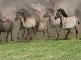 Produktbild: CALVENDO Puzzle Wildpferde beim Einlauf in die Arena | 1000 Teile Lege-Gr&ouml;&szlig;e 64x48cm Foto-Puzzle f&uuml;r gl&uuml;ckliche Stunden