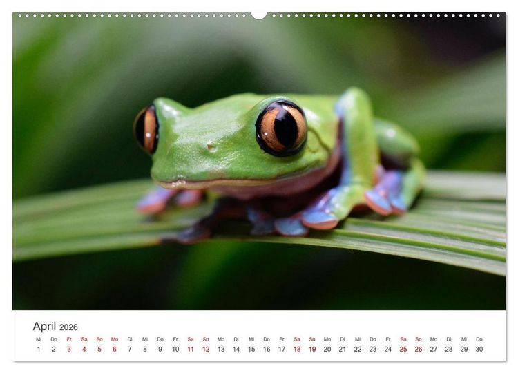 Produktbild: Fr&ouml;sche - Die wundersch&ouml;ne Welt der bunten H&uuml;pfer. (Wandkalender 2026 DIN A2 quer), CALVENDO Monatskalender