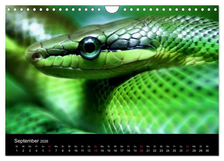 Produktbild: Tiere unserer Erde (Wandkalender 2026 DIN A4 quer), CALVENDO Monatskalender
