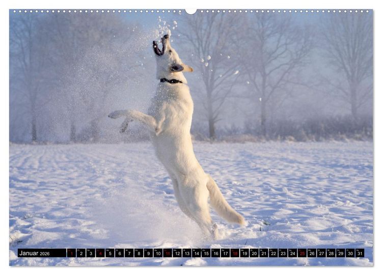 Produktbild: Berger Blanc Suisse - Weggef&auml;hrten auf 4 Pfoten (hochwertiger Premium Wandkalender 2026 DIN A2 quer), Kunstdruck in Hochglanz