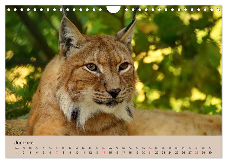 Produktbild: Der Luchs. Pinselohren und Bernsteinaugen (Wandkalender 2026 DIN A4 quer), CALVENDO Monatskalender