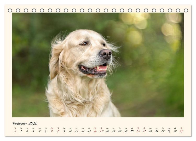 Produktbild: Golden Retriever... Herzenshunde (Tischkalender 2026 DIN A5 quer), CALVENDO Monatskalender