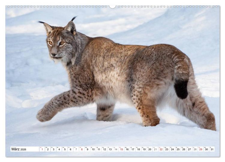 Produktbild: Emotionale Momente: Raubtiere in Deutschland (Wandkalender 2026 DIN A2 quer), CALVENDO Monatskalender