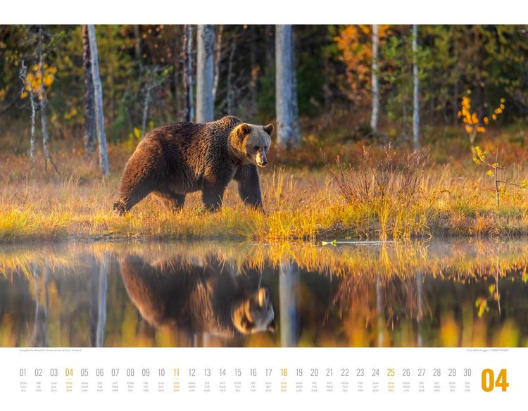 Produktbild: Tierwelt Skandinavien Kalender 2027