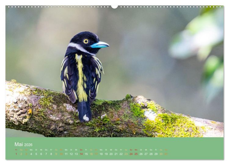 Produktbild: Zwischen Nebel und Baumriesen - V&ouml;gel Borneos (Wandkalender 2026 DIN A2 quer), CALVENDO Monatskalender