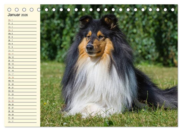 Produktbild: Collie - Mein bester Freund (Tischkalender 2026 DIN A5 quer), CALVENDO Monatskalender