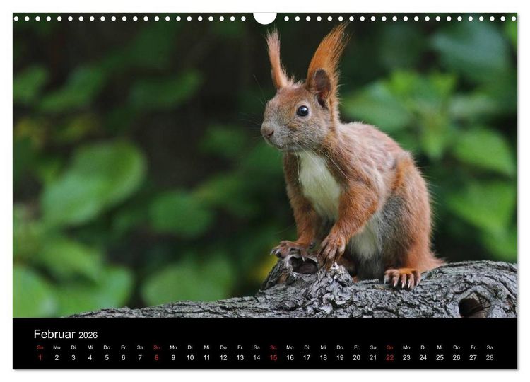 Produktbild: Artist im Garten. Das Eichh&ouml;rnchen (Wandkalender 2026 DIN A3 quer), CALVENDO Monatskalender