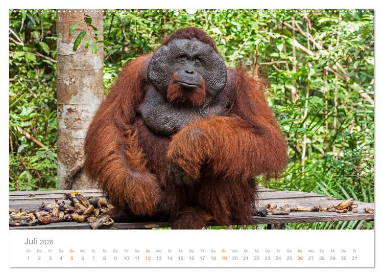 Produktbild: Orang-Utans Menschenaffen auf Borneo (Wandkalender 2026 DIN A2 quer), CALVENDO Monatskalender