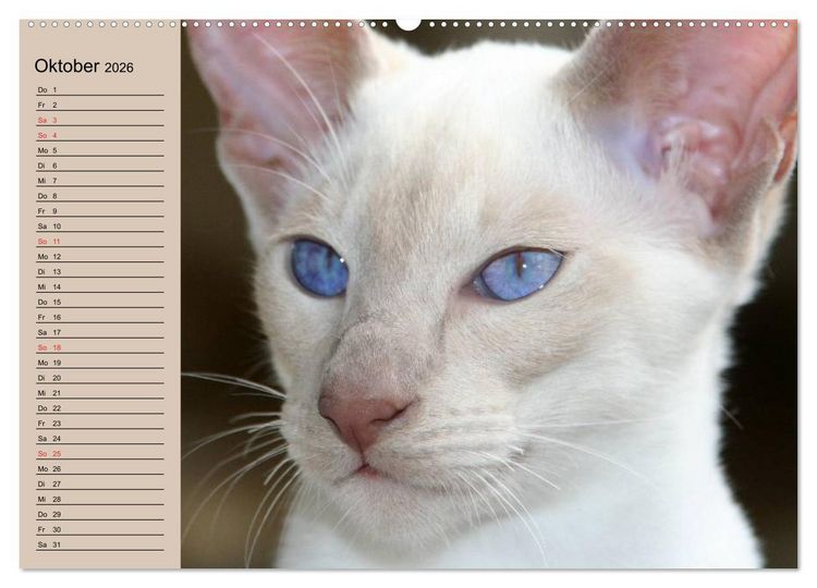 Produktbild: Siamkatzen - Kleiner Frechdachs mit Familie (hochwertiger Premium Wandkalender 2026 DIN A2 quer), Kunstdruck in Hochglanz