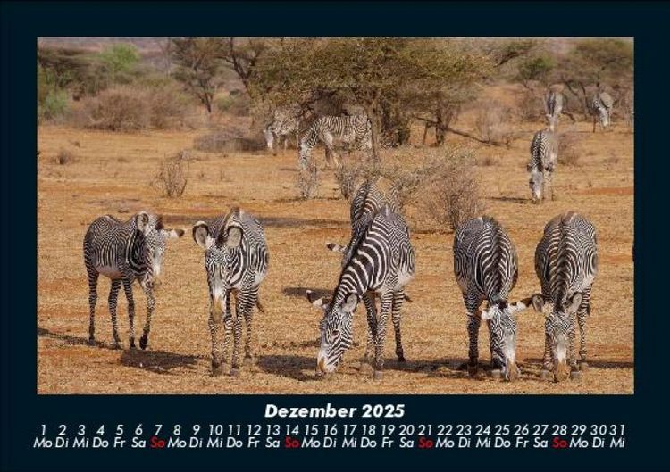Produktbild: Zebrazauber 2025 Fotokalender DIN A5