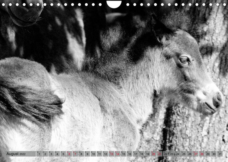 Produktbild: Die letzten Wildpferde Exmoor Ponys (Wandkalender 2022 DIN A4 quer)