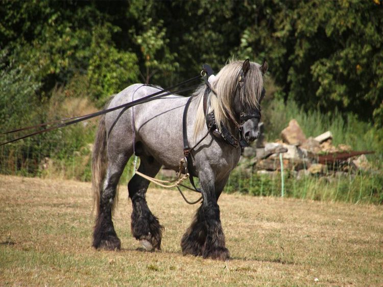 Produktbild: CALVENDO Puzzle Trait Poitevin | 1000 Teile Lege-Gr&ouml;&szlig;e 64x48cm Foto-Puzzle f&uuml;r gl&uuml;ckliche Stunden