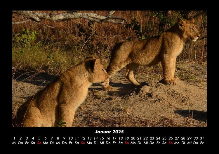 Produktbild: L&ouml;wen in der Wildnis 2025 Fotokalender DIN A3