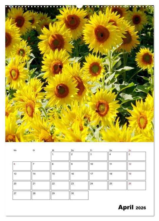 Produktbild: Leuchtende Sonnenblumen (Wandkalender 2026 DIN A2 hoch), CALVENDO Monatskalender