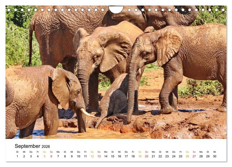 Produktbild: ADDO ELEPHANT NATIONAL PARK Elefanten Babies (Wandkalender 2026 DIN A4 quer), CALVENDO Monatskalender