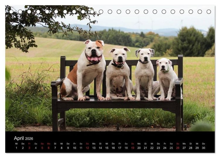 Produktbild: American Bulldog - stolz, loyal, einzigartig (Tischkalender 2026 DIN A5 quer), CALVENDO Monatskalender