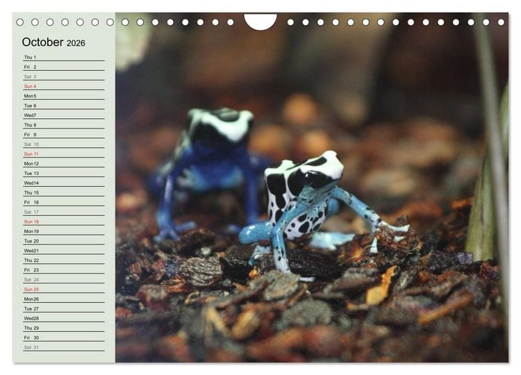 Produktbild: Poison dart frogs / UK-Version / Birthday Calendar (Wall Calendar 2026 DIN A4 landscape), CALVENDO 12 Month Wall Calendar