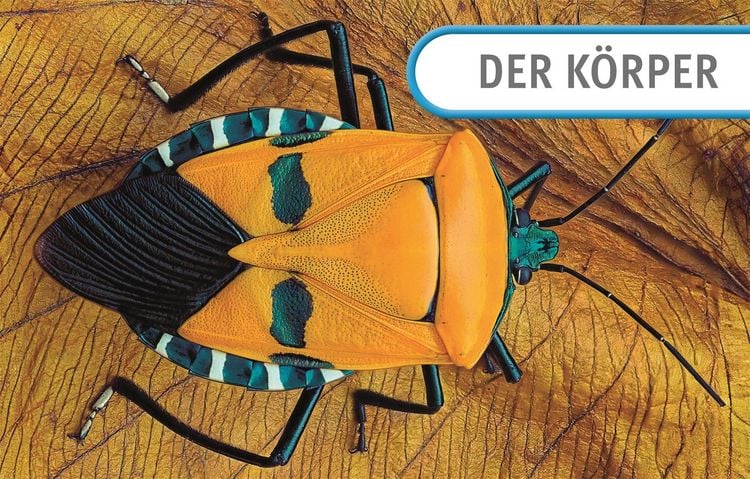 Produktbild: Unsere Welt in 1000 Bildern. Insekten