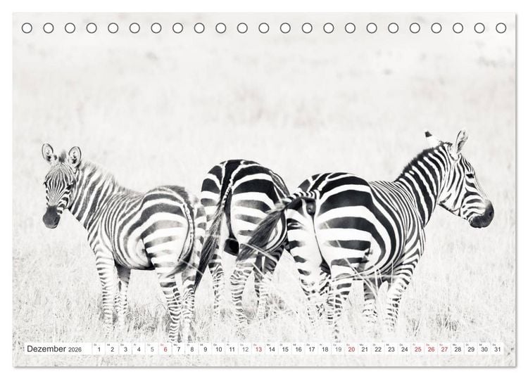 Produktbild: Emotionale Momente: Zebras - black & white. (Tischkalender 2026 DIN A5 quer), CALVENDO Monatskalender