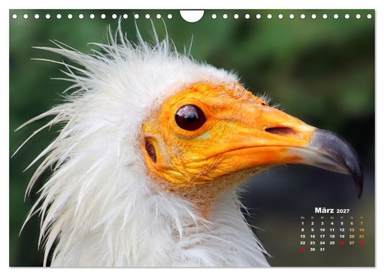 Produktbild: GEIERPORTR&Auml;TS (Wandkalender 2027 DIN A4 quer), CALVENDO Monatskalender